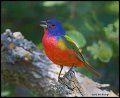 _2SB2473 painted bunting